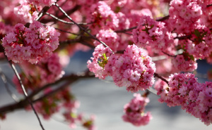 Foto: Dž.K. / Radiosarajevo.ba / Proljeće u Sarajevu