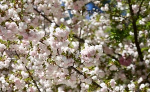 Foto: Dž.K. / Radiosarajevo.ba / Proljeće u Sarajevu