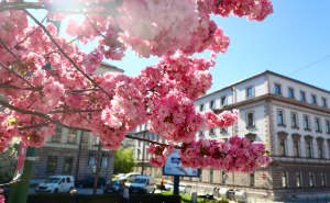 Foto: Dž.K. / Radiosarajevo.ba / Proljeće u Sarajevu