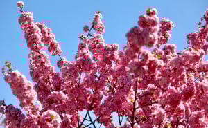 Foto: Dž.K. / Radiosarajevo.ba / Proljeće u Sarajevu