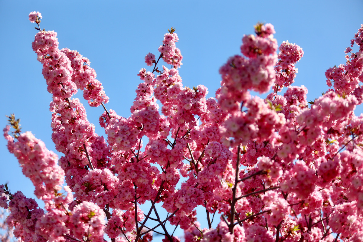 Proljeće u Sarajevu