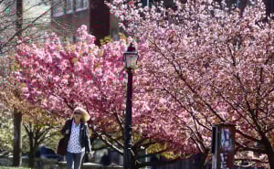 Foto: Dž.K. / Radiosarajevo.ba / Proljeće u Sarajevu