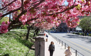 Foto: Dž.K. / Radiosarajevo.ba / Proljeće u Sarajevu