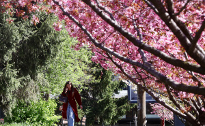 Foto: Dž.K. / Radiosarajevo.ba / Proljeće u Sarajevu