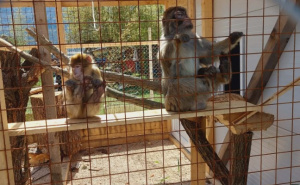 Foto: Radiosarajevo.ba / U posjeti ZOO Bambi u Hrasnici kod Sarajeva