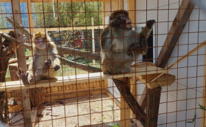 Foto: Radiosarajevo.ba / U posjeti ZOO Bambi u Hrasnici kod Sarajeva