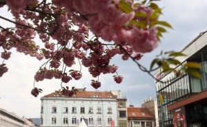 Foto: Dž.K. / Radiosarajevo.ba / Japanske trešnje u Sarajevu