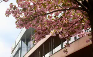 Foto: Dž.K. / Radiosarajevo.ba / Japanske trešnje u Sarajevu