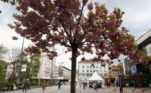 Foto: Dž.K. / Radiosarajevo.ba / Japanske trešnje u Sarajevu