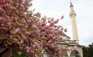 Foto: Dž.K. / Radiosarajevo.ba / Japanske trešnje u Sarajevu
