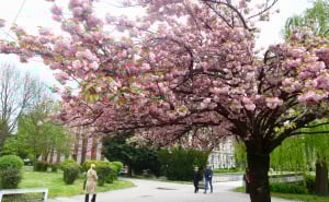 Foto: Dž.K. / Radiosarajevo.ba / Japanske trešnje u Sarajevu