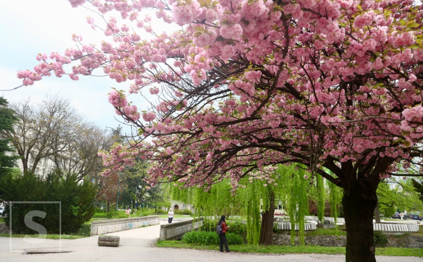Japanske trešnje u Sarajevu