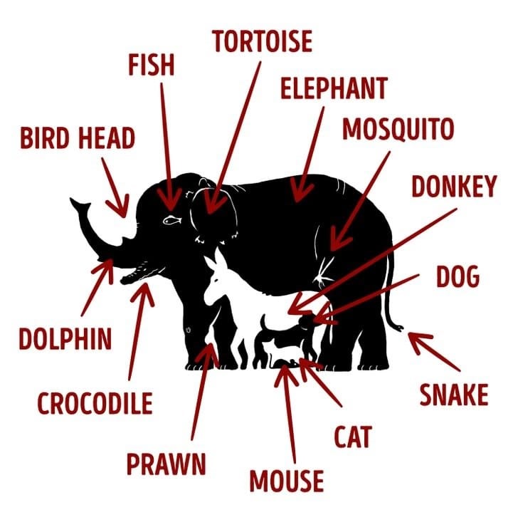 Mozgalica / Rješenje