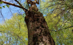 Foto: KJU za zaštićena prirodna područja Sarajevo / Skakavac