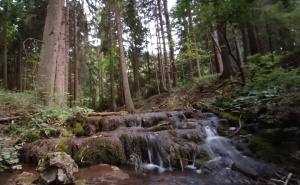 Foto: KJU za zaštićena prirodna područja Sarajevo / Skakavac