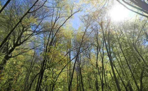 Foto: KJU za zaštićena prirodna područja Sarajevo / Skakavac