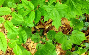 Foto: KJU za zaštićena prirodna područja Sarajevo / Skakavac