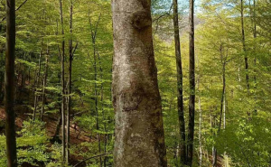 Foto: KJU za zaštićena prirodna područja Sarajevo / Skakavac