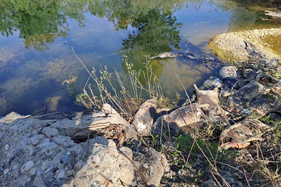 Uginule svinje kod Drine