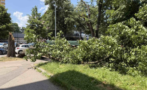 Foto: Čitatelj / Palo stablo na Grbavici