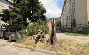 Foto: Čitatelj / Palo stablo na Grbavici