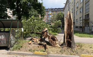 Foto: Čitatelj / Palo stablo na Grbavici