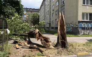 Foto: Čitatelj / Palo stablo na Grbavici