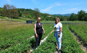 Foto: Ustupljena fotografija / Selma Mujkić i njena plantaža jagoda