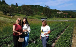 Foto: Ustupljena fotografija / Selma Mujkić i njena plantaža jagoda