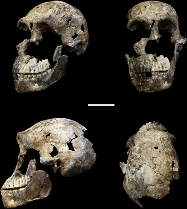 Lobanja Homo Naledija (Photo: John Hawks/World History Encyclopedia)