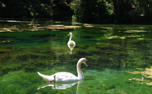 Foto: Fena / Vrelo Bosne