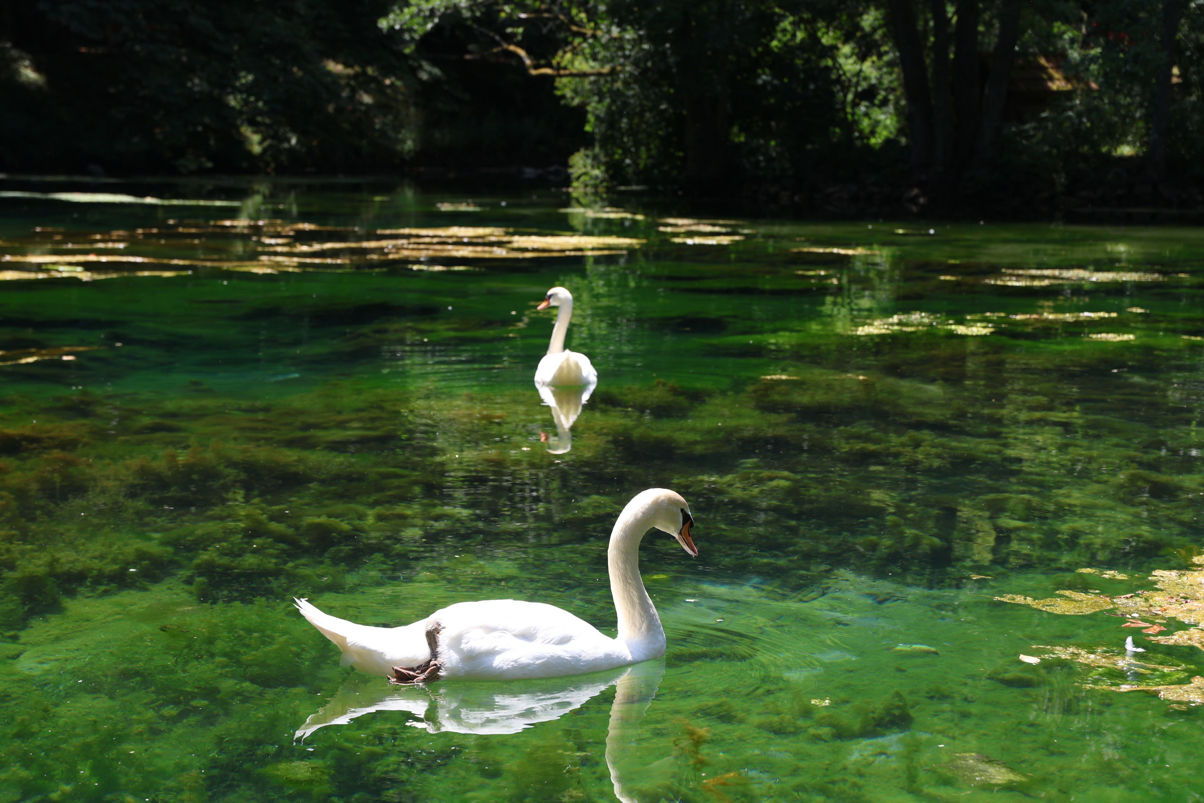 Vrelo Bosne