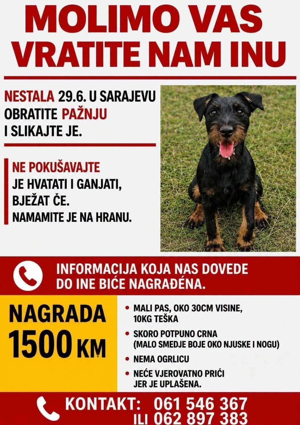 Nestali terijer Ina
