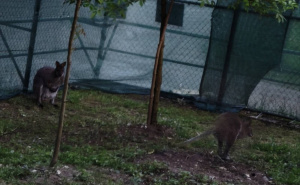 Foto: Pionirska dolina i Zoo vrt / Životinje i visoke temperature