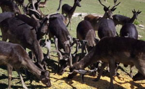 Foto: Pionirska dolina i Zoo vrt / Životinje i visoke temperature