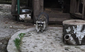 Foto: Pionirska dolina i Zoo vrt / Životinje i visoke temperature