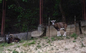 Foto: Pionirska dolina i Zoo vrt / Životinje i visoke temperature