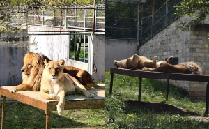 Foto: Pionirska dolina i Zoo vrt / Životinje i visoke temperature