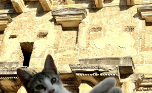 Foto: TGA / Mačke u Istanbulu