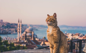 Foto: TGA / Mačke u Istanbulu