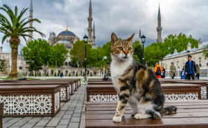 Foto: TGA / Mačke u Istanbulu