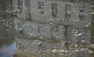 Foto: N.G./Radiosarajevo.ba / Izuzetno nizak nivo Miljacke