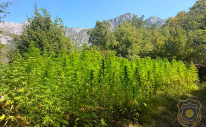 Foto: FUP / Plantaže u Drežnici