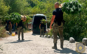 Foto: FUP / Plantaže u Drežnici