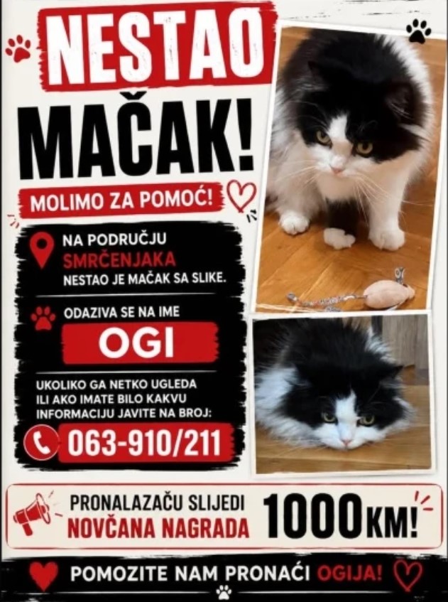 Nestao mačak Ogi, pronalazaču nagrada od 1.000 maraka