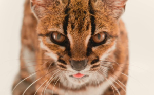 Foto: National Geographic / Leopardus Tilcayo