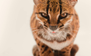 Foto: National Geographic / Leopardus Tilcayo