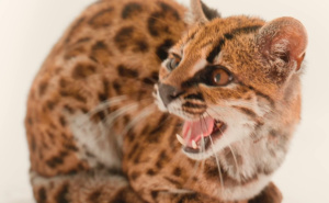 Foto: National Geographic / Leopardus Tilcayo