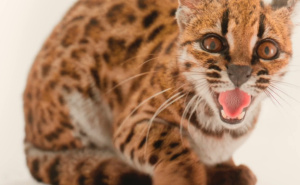 Foto: National Geographic / Leopardus Tilcayo