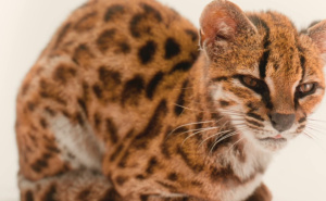 Foto: National Geographic / Leopardus Tilcayo
